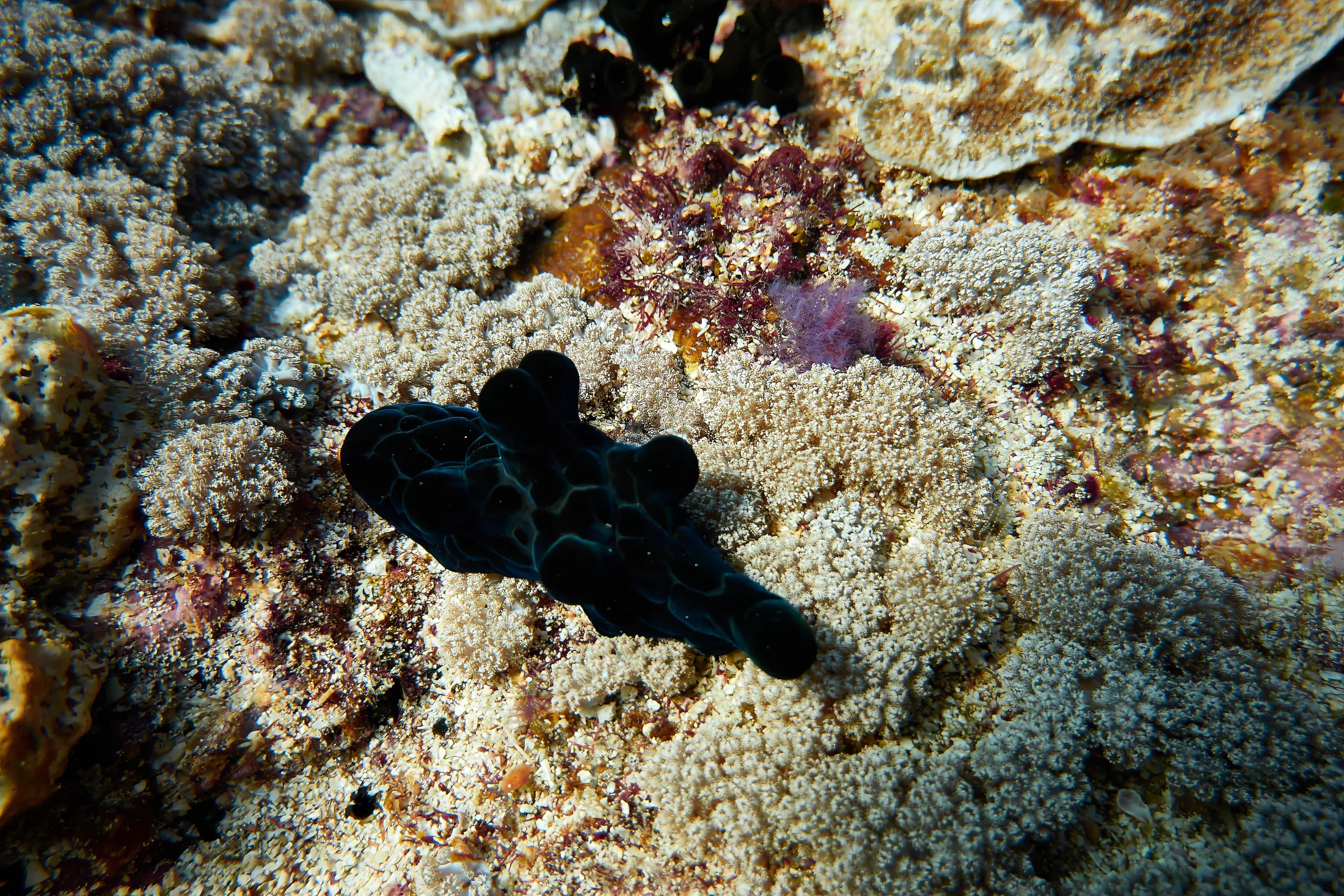 Nudibranches