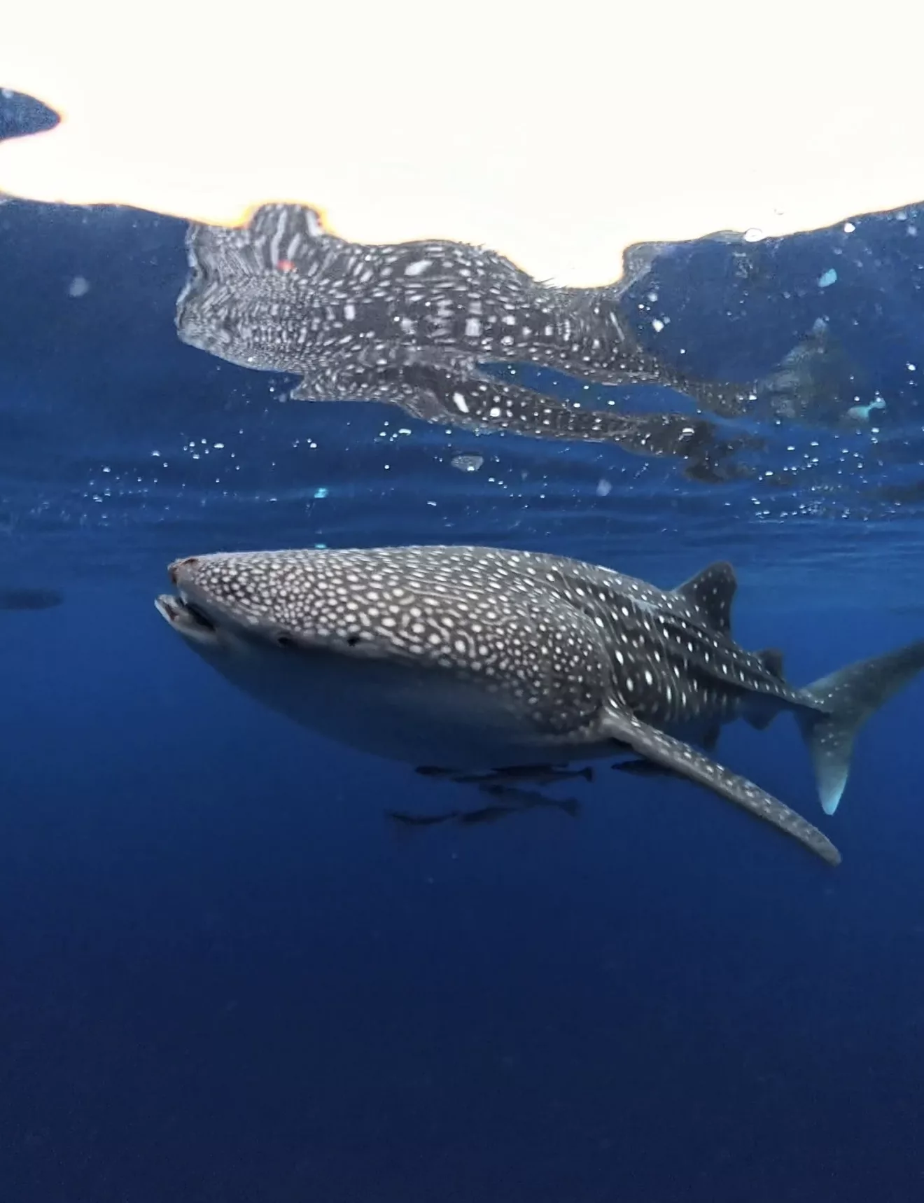 Tiburón ballena