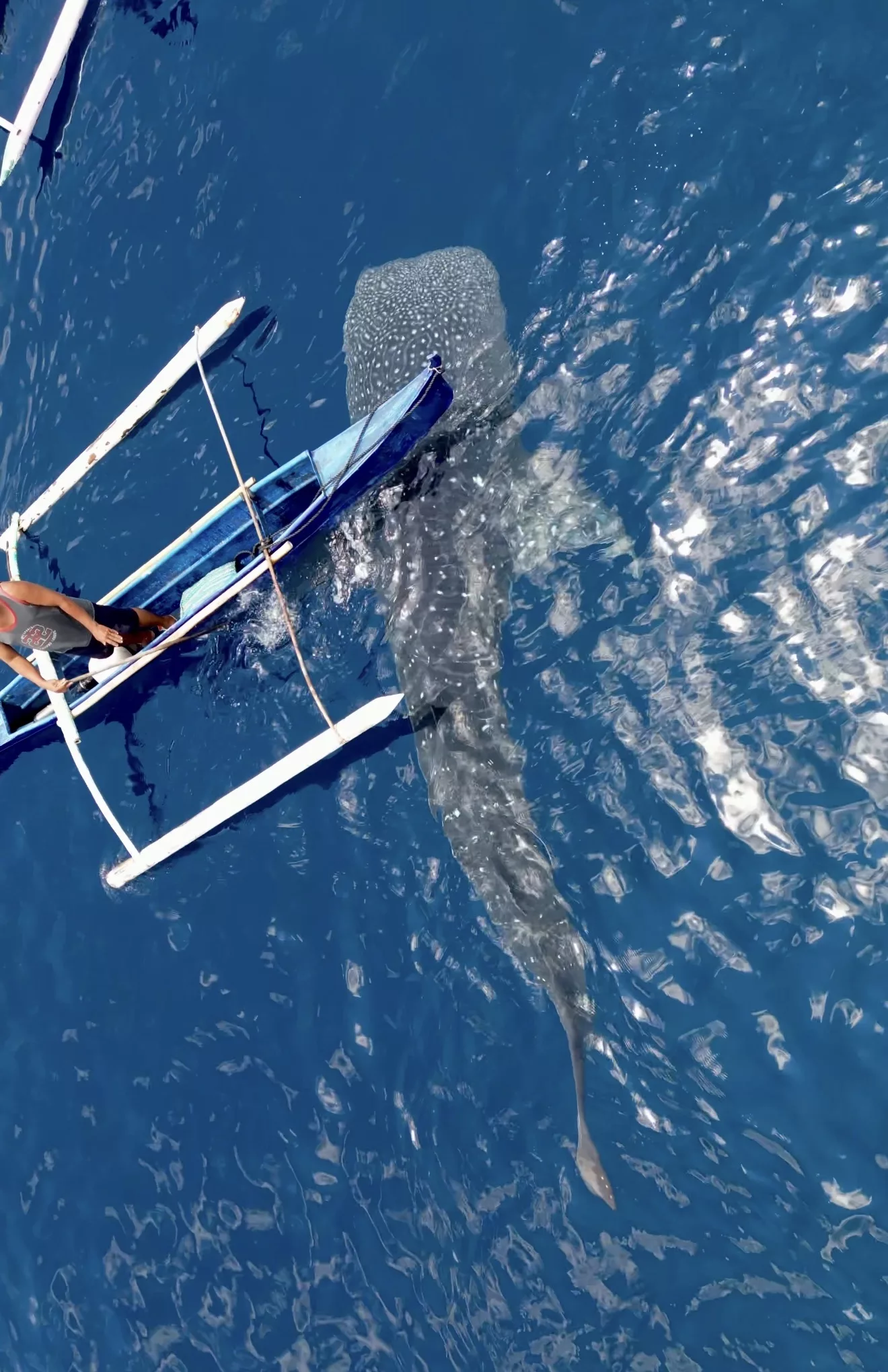Tiburón ballena