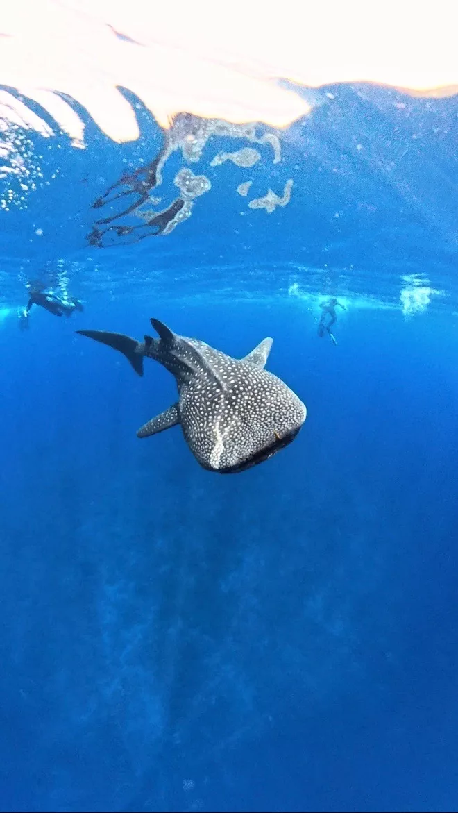 Tiburón ballena
