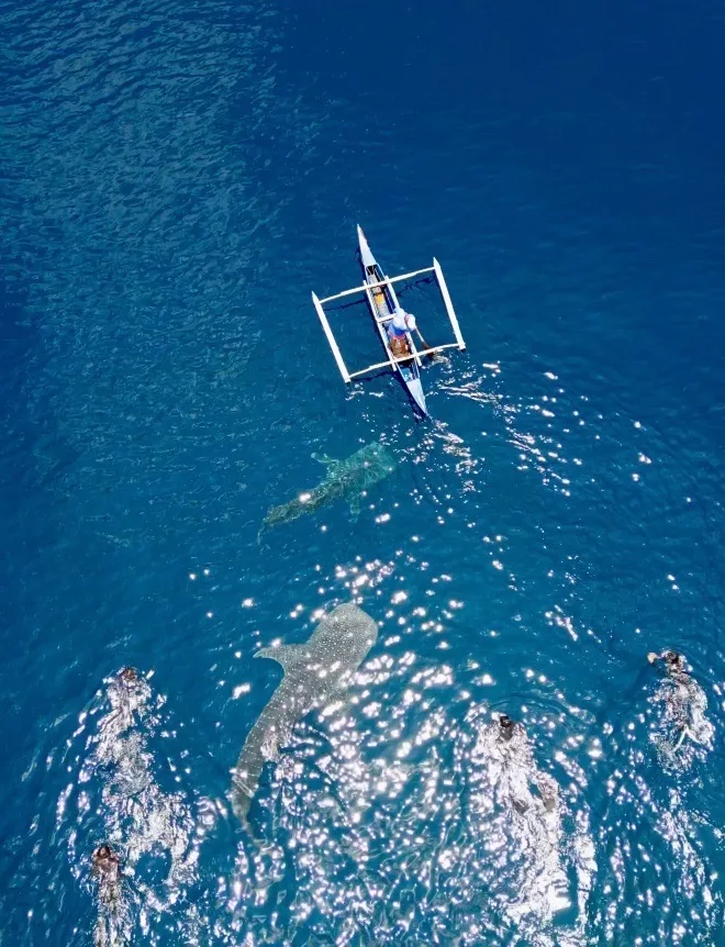 Tiburón ballena