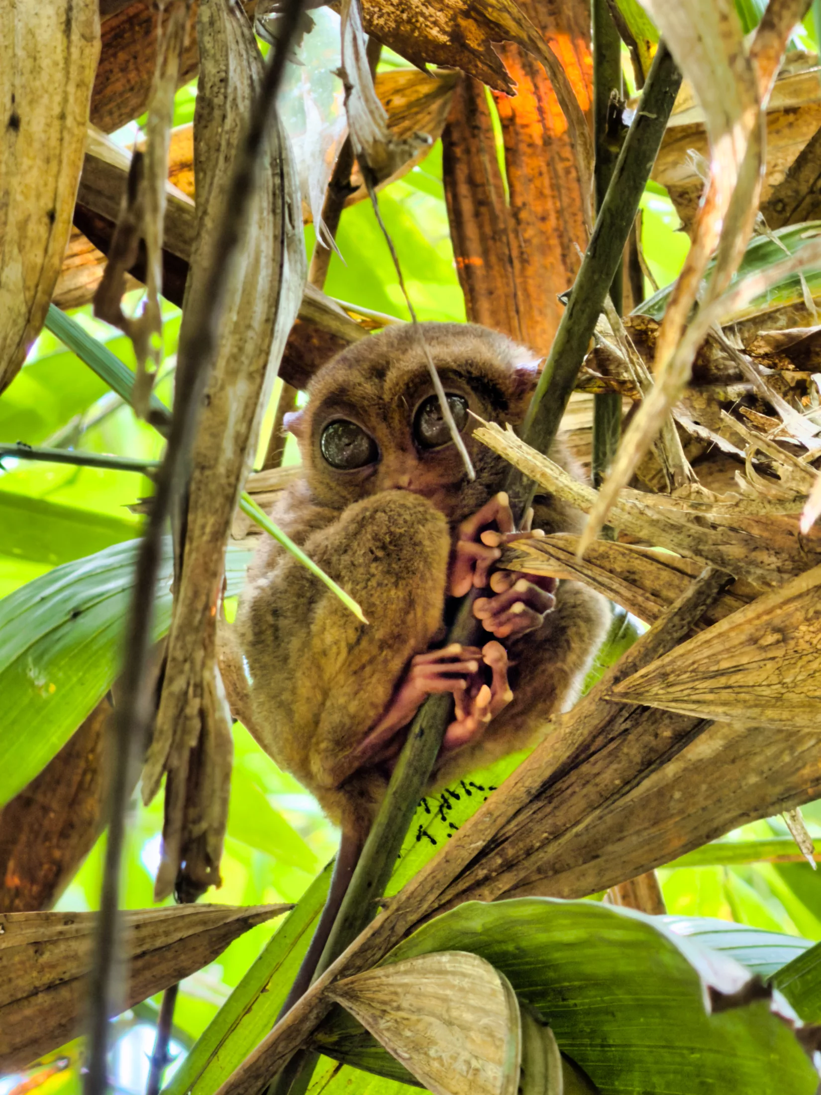 Tarsier