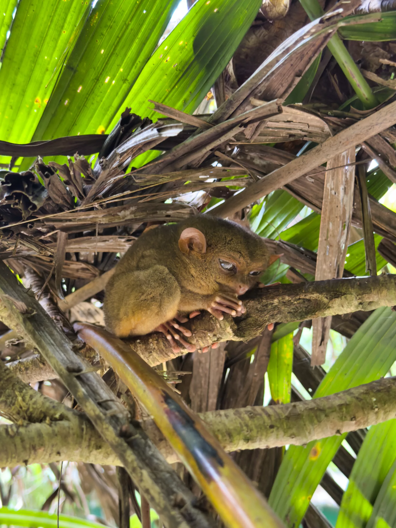 Tarsier