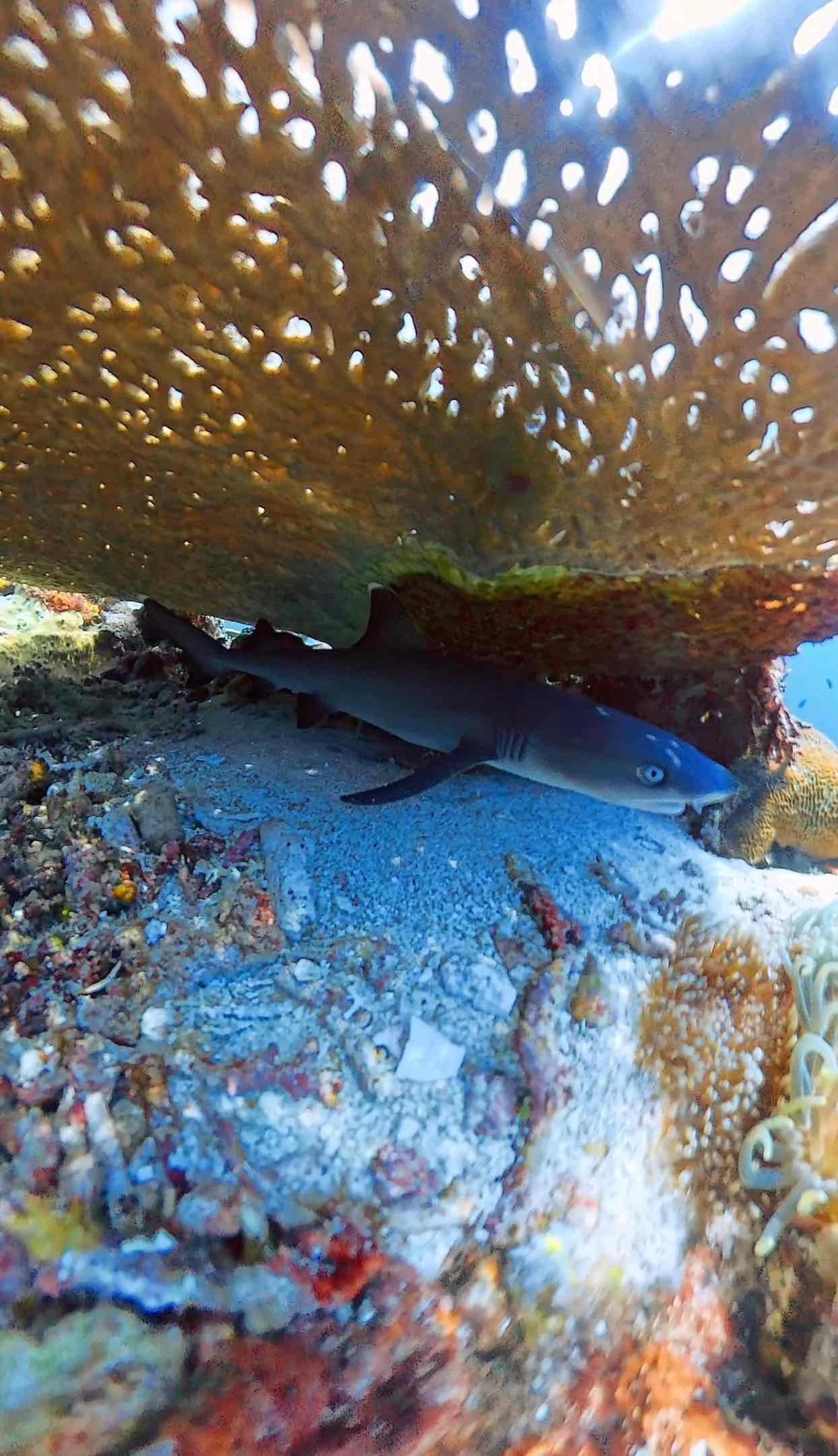 Komodo, between boat, dragon and seabed — 3