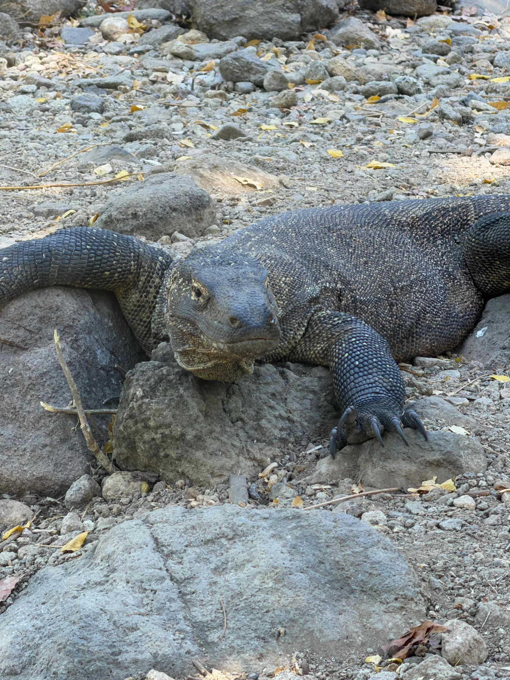 Komodo, between boat, dragon and seabed — 4