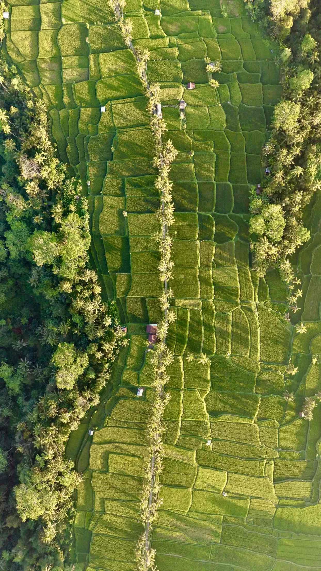 Ubud : temples, rizières, et culture balinaise